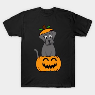 Cute Big Dog is in a pumpkin T-Shirt